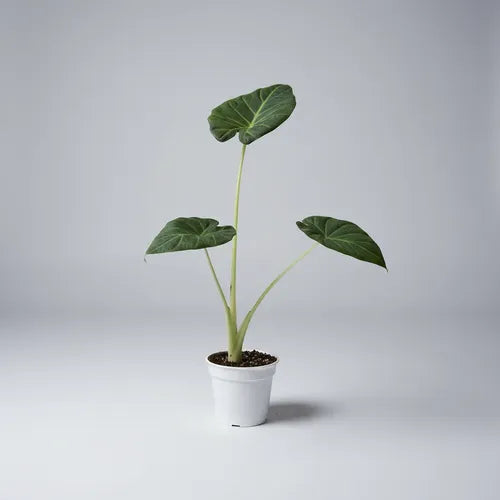 Alocasia Regal Shield Planta Interior Ornamental 20cm