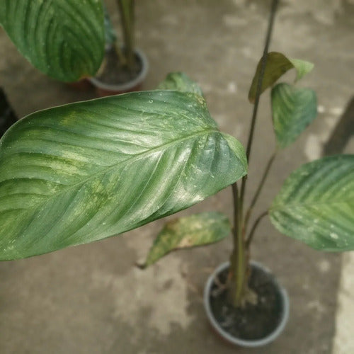 Maranta Cetosa Planta Interior Decorativa