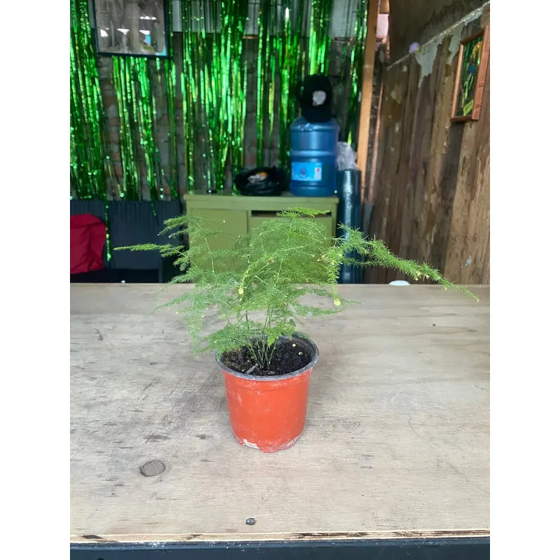 Helecho Plumoso Pequeño/ Planta Trepadora