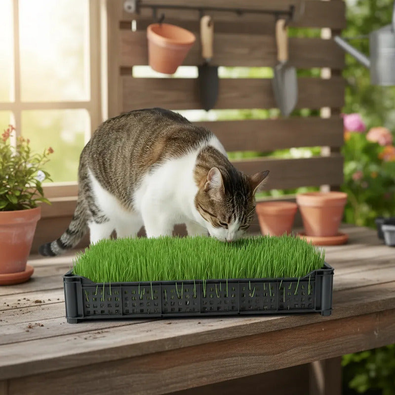 Pasto Para Gatos Hierba Gatera Grande