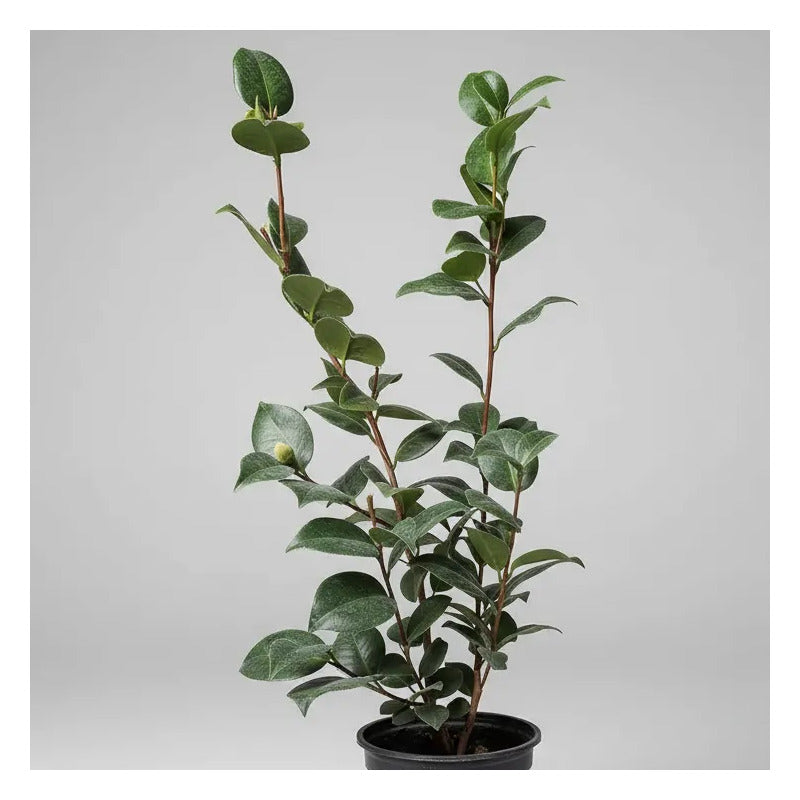 Camelia Planta De Floracion Invernal