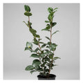 Camelia Planta De Floracion Invernal