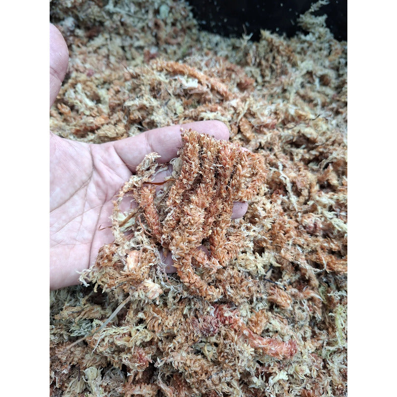 Musgo Sphagnum Premium 500g - Rinde hasta 40 Litros