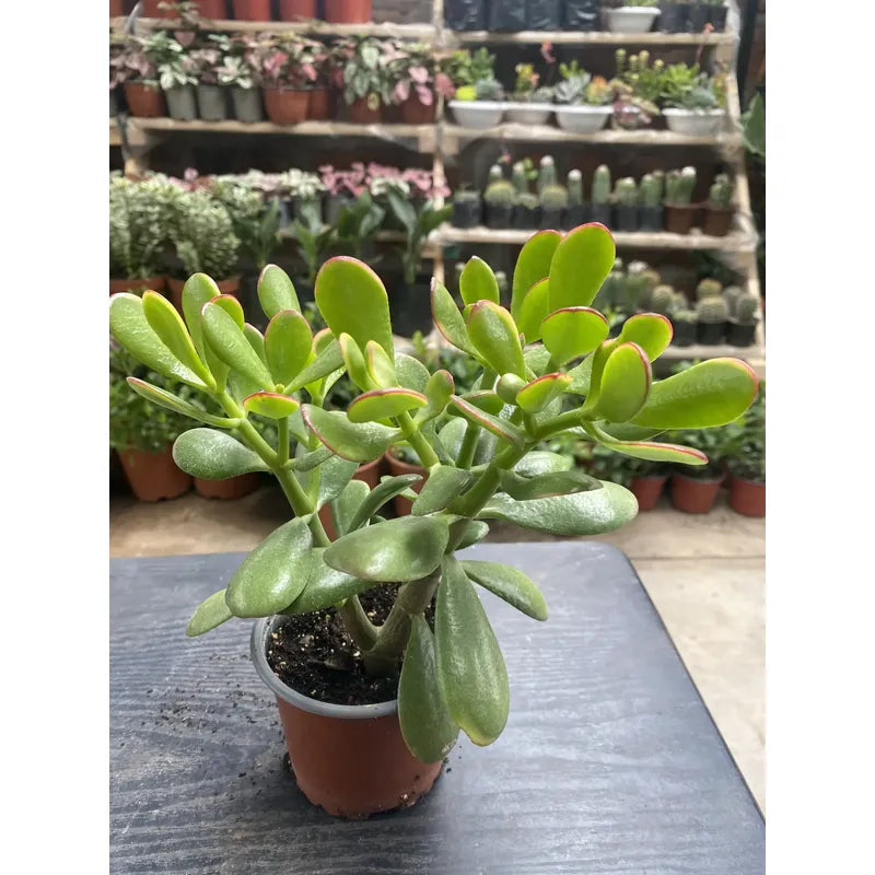 Jade Tricolor Pequeño Árbol De La Abundancia