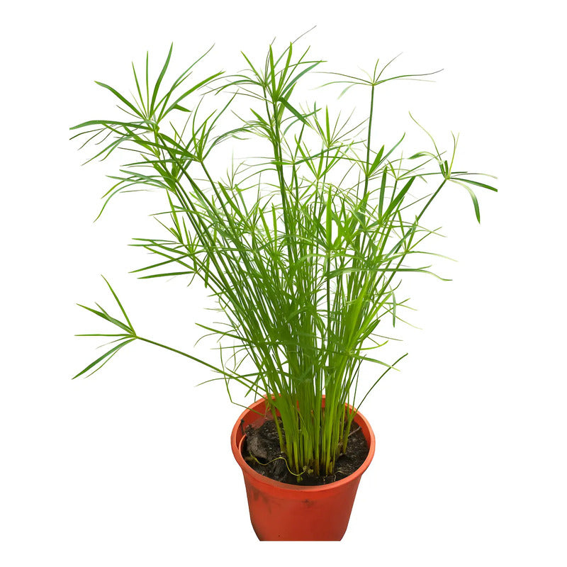 Papiro Enano Planta Acuatica