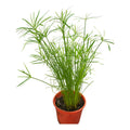 Papiro Enano Planta Acuatica