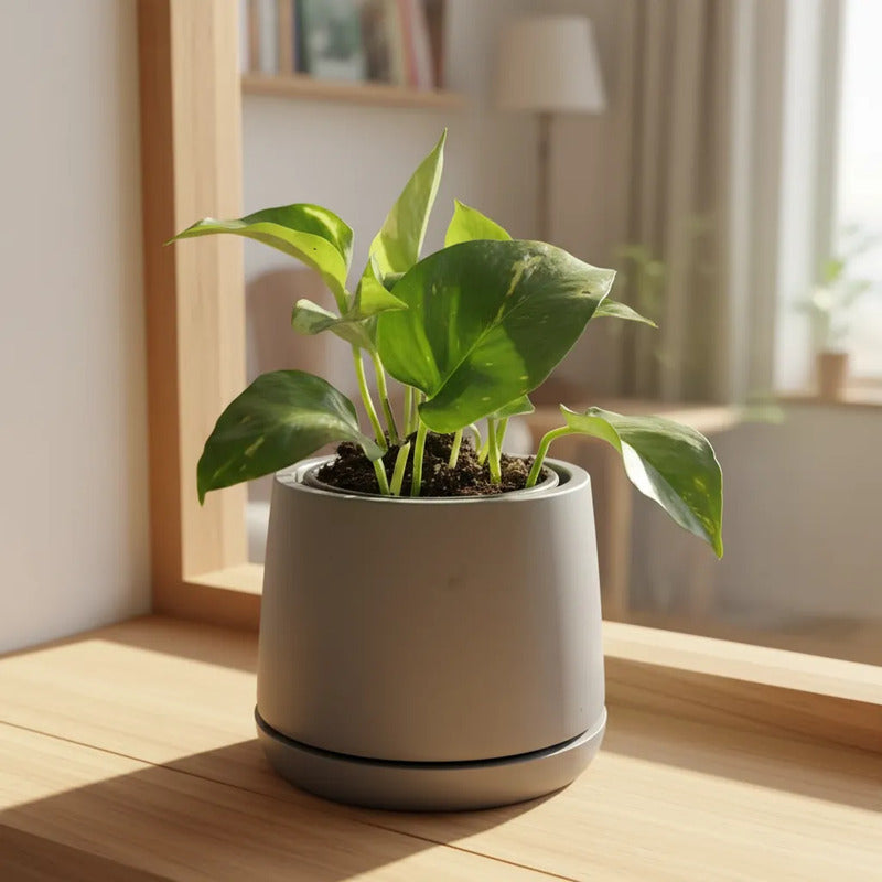Scindapsus Potus Golden Planta Interior Purificadora Macetero Gris
