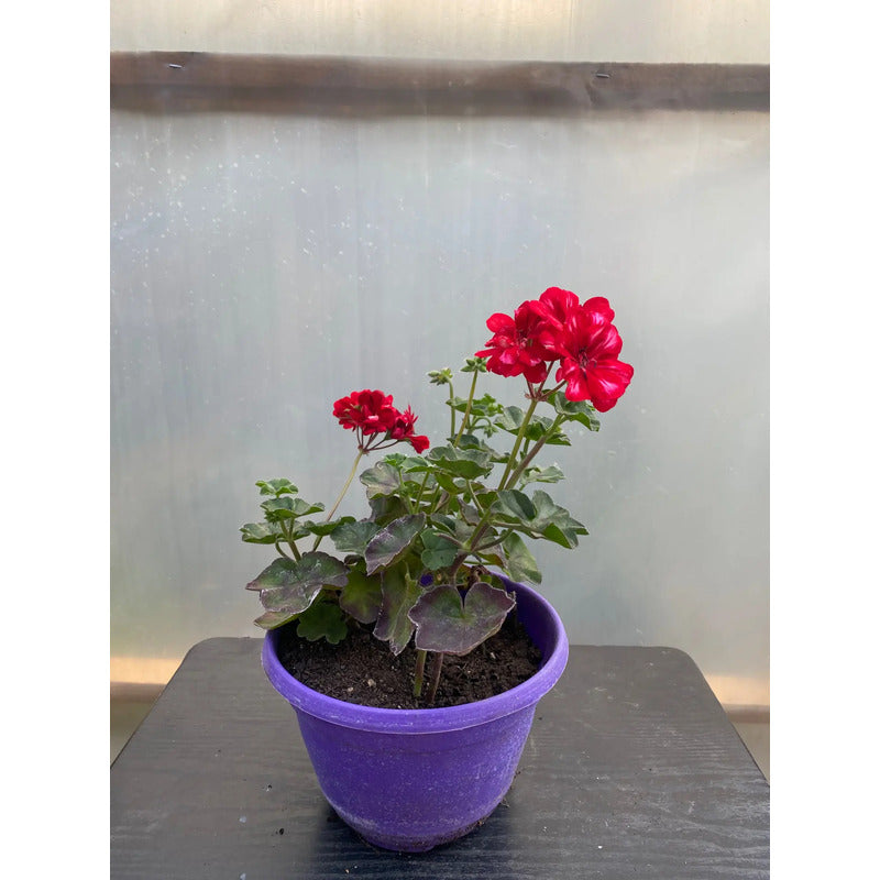 Hiedra Cardenal 15 cm — Planta Trepadora Exterior con Maceta