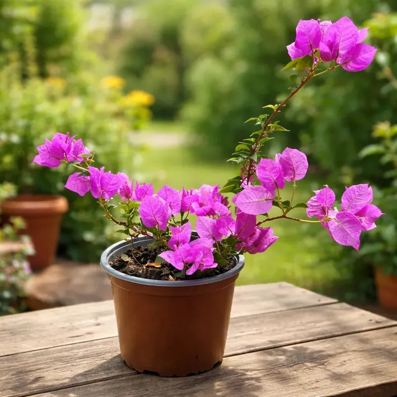 Bugambilia Pequeña Planta Trepadora Violeta