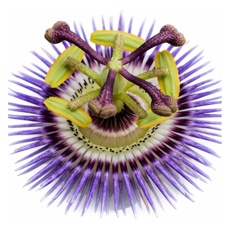 Passiflora Flor de la Pasión 50 cm — Enredadera Trepadora Exterior