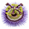 Passiflora Flor de la Pasión 50 cm — Enredadera Trepadora Exterior