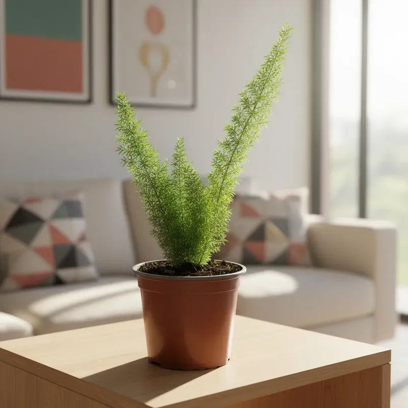 Helecho Meyeri 30 Cm Planta De Interior