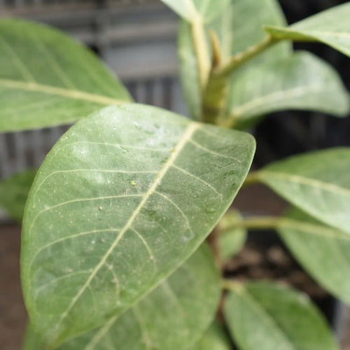 Gomero Altissima Ficus Variedades