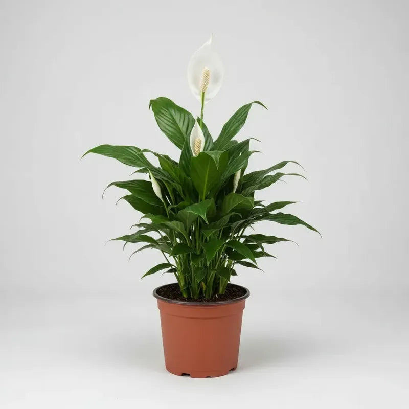Cuna De Moises Spatifilum/spathyphillum Grande Con Flor 70cm Blanco