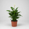 Cuna De Moises Spatifilum/spathyphillum Grande Con Flor 70cm Blanco