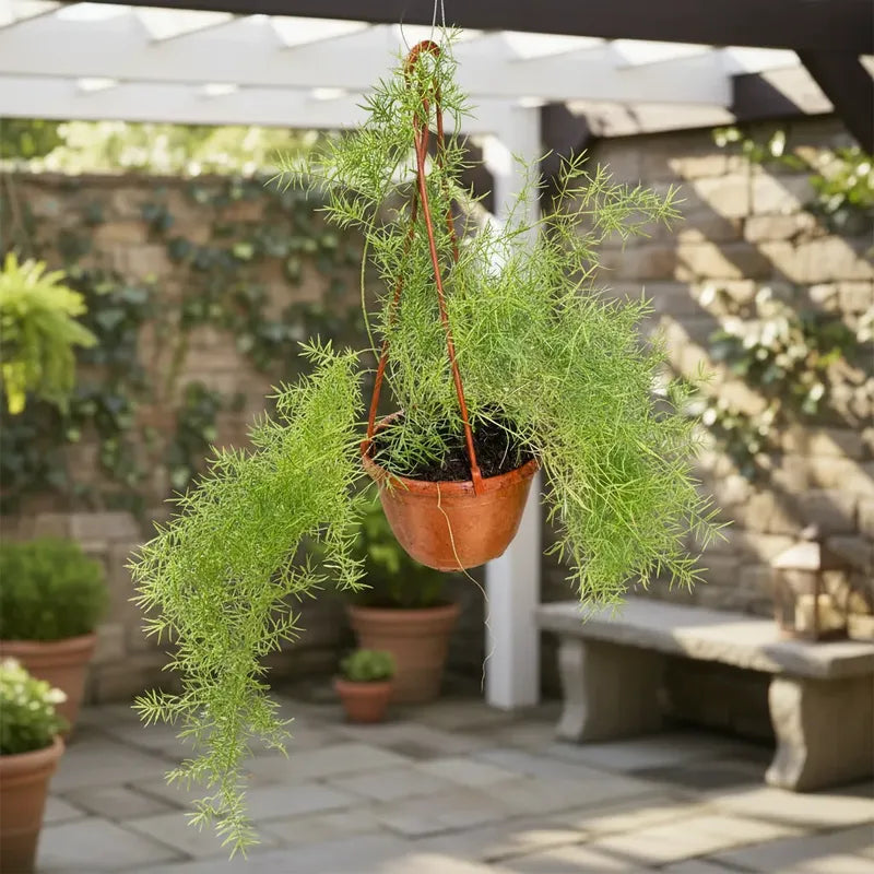Helecho Esparrago Planta Colgante