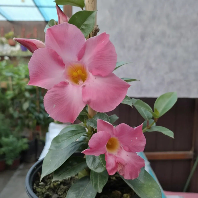 Dipladenia Mandevilla Planta Trepadora Ornamental Rosa Claro