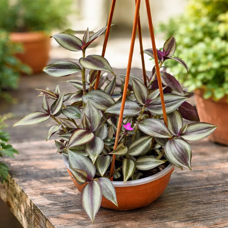 Tradescantia Zebrina Planta Colgante