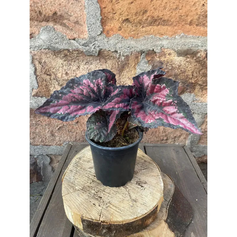 Begonia Rex Planta De Colección