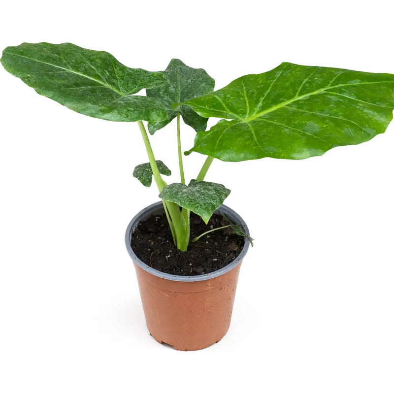Alocasia Manto De Eva 40cm