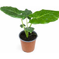 Alocasia Manto De Eva 40cm