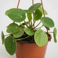 Pilea Peperomoide Planta Interior