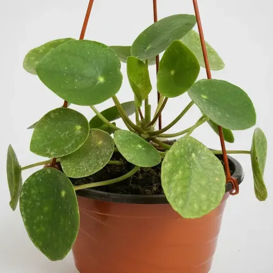 Pilea Peperomoide Planta Interior