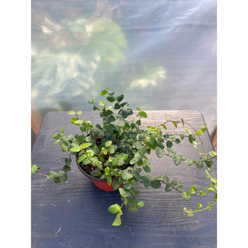 Ficus Repens/ficus Pumila Planta Trepadora