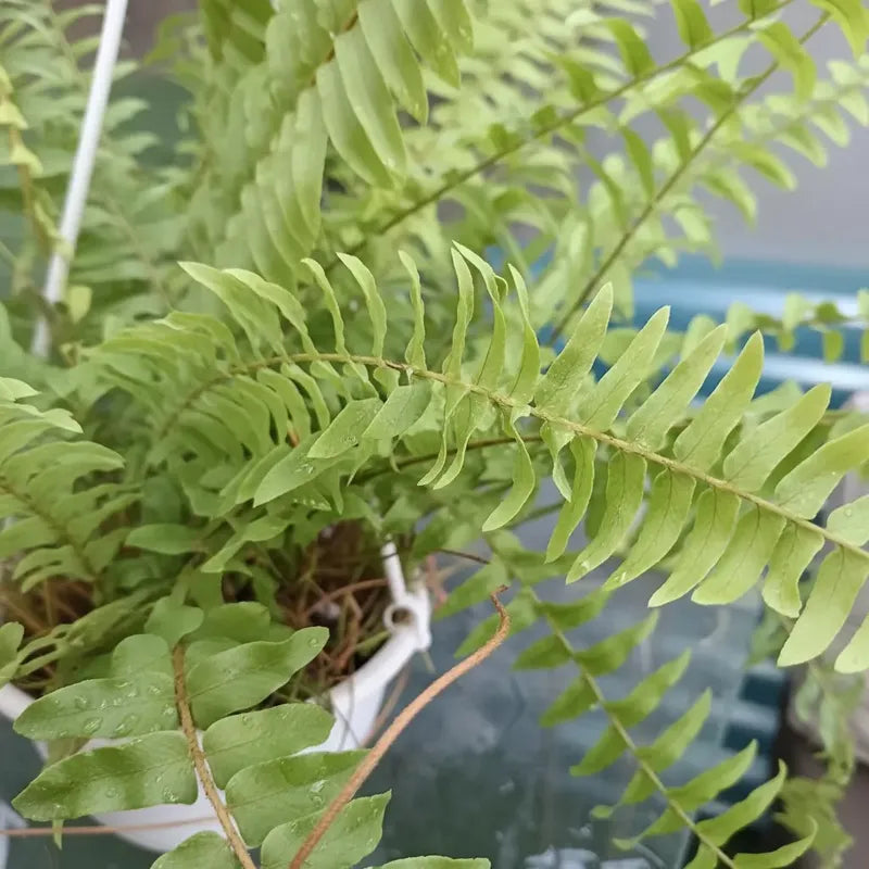 Helecho Espada/peineta Grande Planta Ornamental