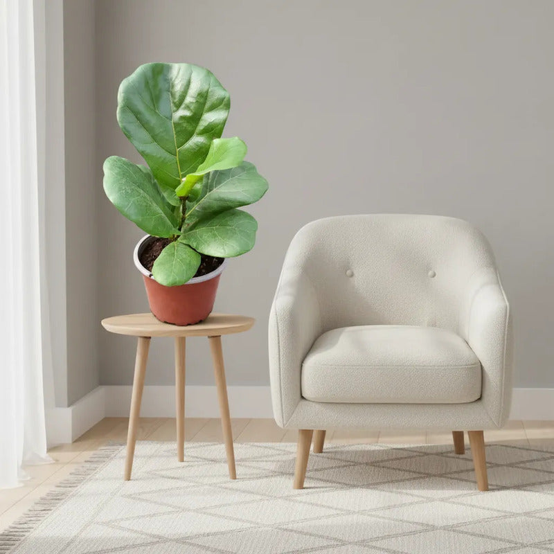 Ficus Lyrata Pequeño/ Gomero Pera Planta De Interior