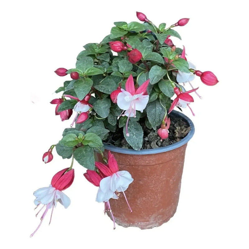 Planta Chilco /fucsia/bailarina/no Envío A Regiones Blanco
