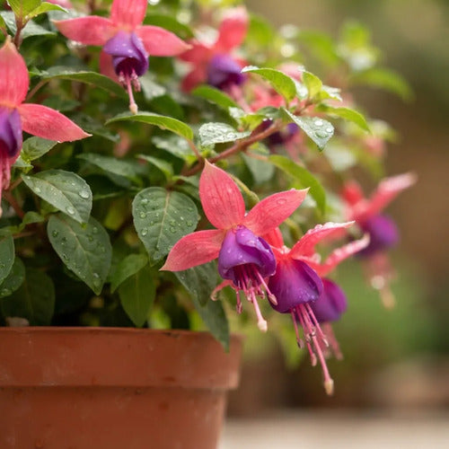 Fucsia / Chilco / Bailarina Planta Colgante