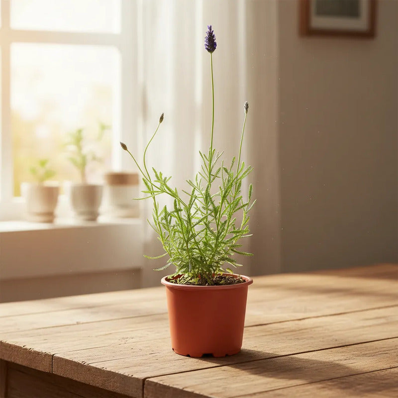 Lavanda Francesa Planta Aromática
