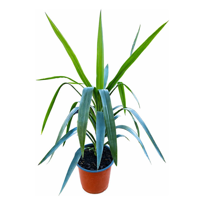 Yuca Punta Grande 50cm Palmera Interior Blanco