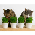 Pack 4 Hierba Gatera/pasto Para Gatos Organico Y Natural