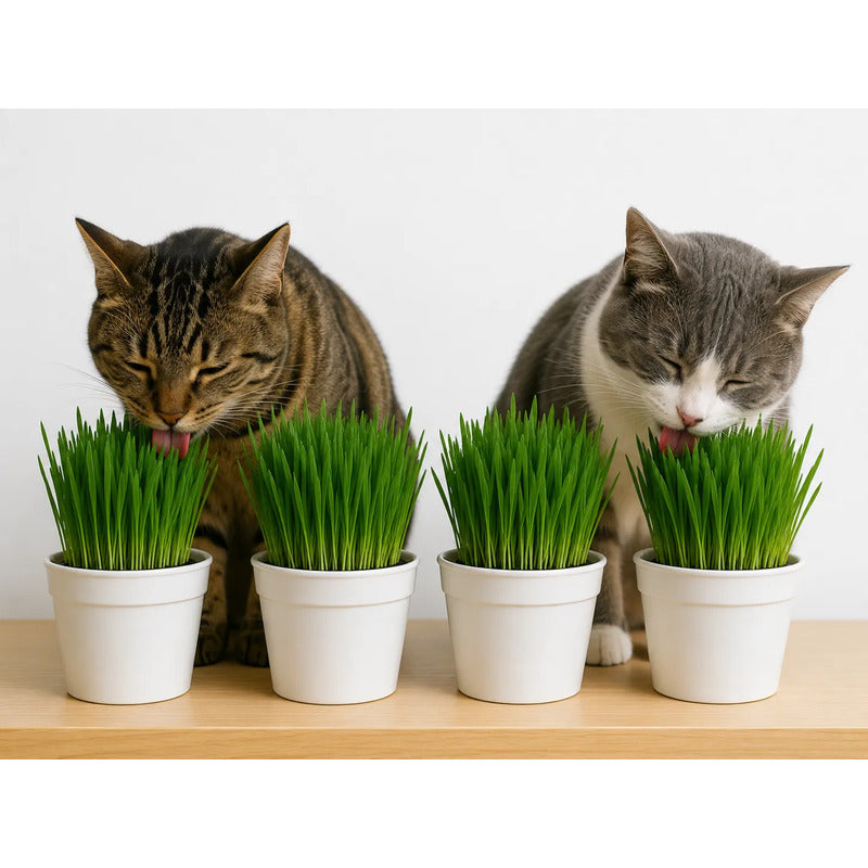 Pack 4 Hierba Gatera/pasto Para Gatos Organico Y Natural