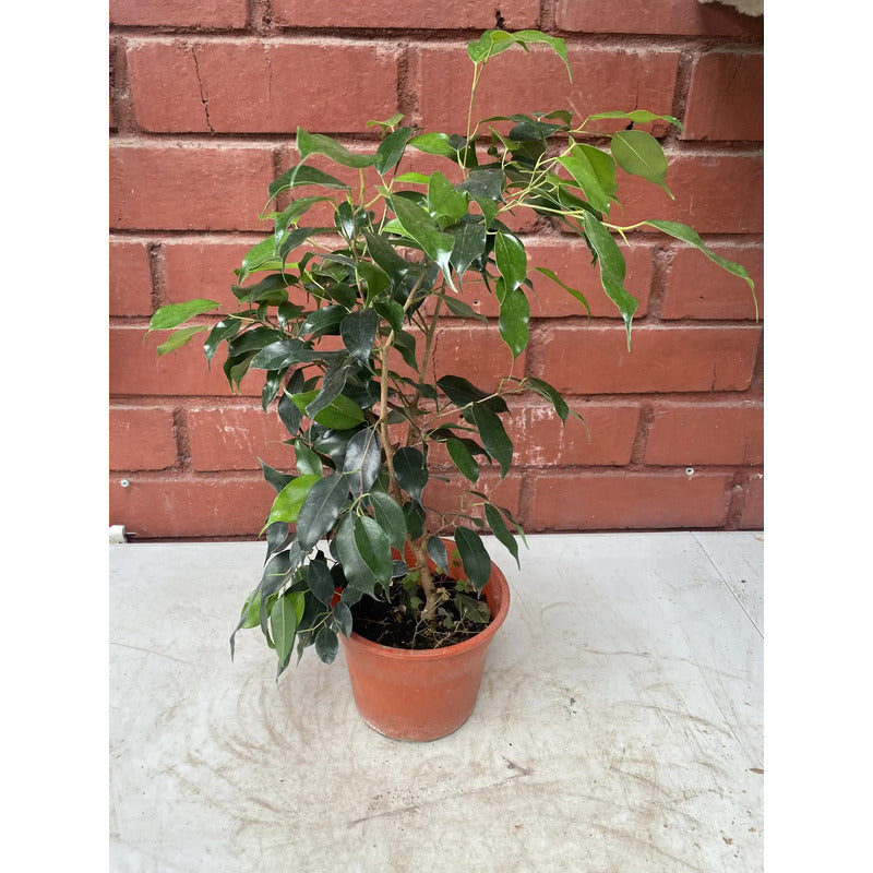Ficus Negro Planta Interior Ornamental