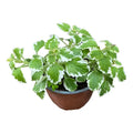 Dolar Incienso Planta Aromática