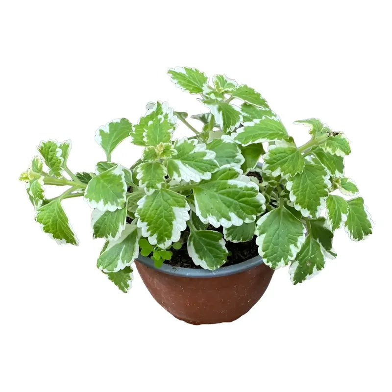 Dolar Incienso Planta Aromática