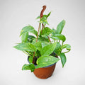 Potus Scindapsus Golden Colgante Mediano
