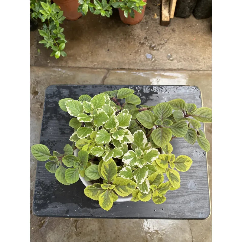 Trío De Dólar Planta Colgante Ornamental