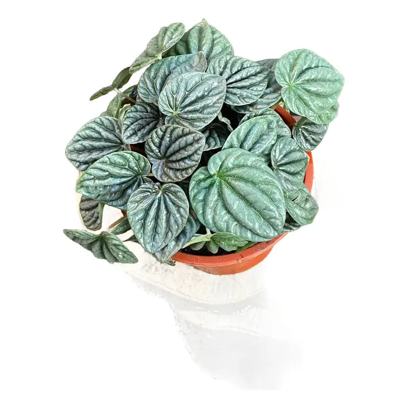 Peperomia Caperata/cáscara De Nuez