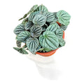 Peperomia Caperata/cáscara De Nuez