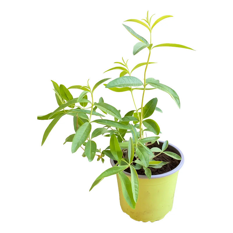 Cedrón Pequeño Planta Medicinal Y Aromática