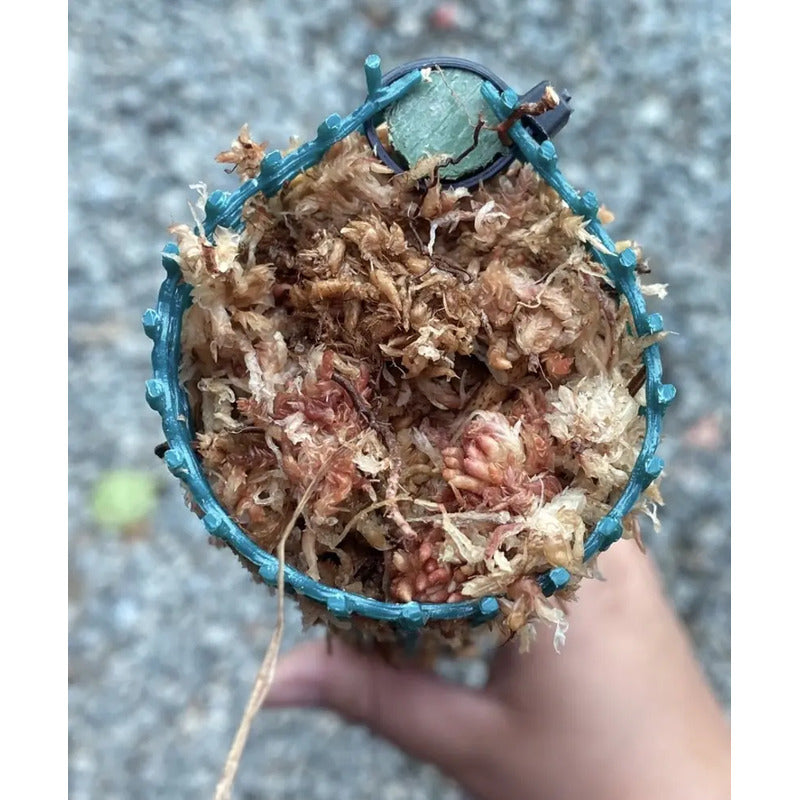 Tutor De Musgo Sphagnum Gigante 150cm Plantas Trepadoras Xl