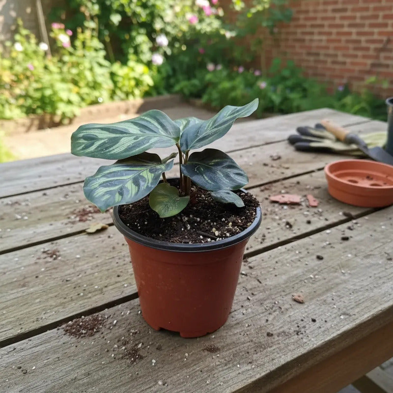 Calathea Makoyana Pequeña Planta Interior