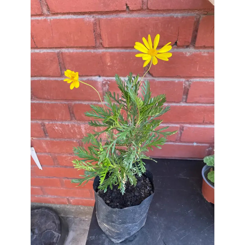 Paquerette Arbusto Ornamental Amarillo