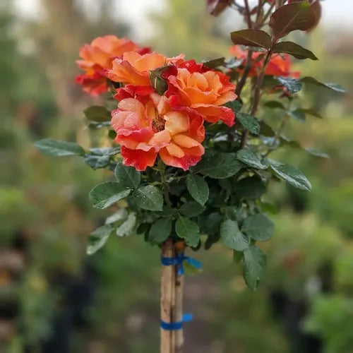 Rosa / Rosal Pie Alto Planta Ornamental