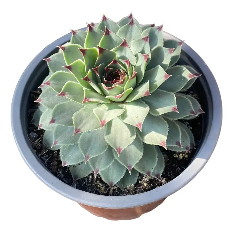Suculenta Uñas De Señorita Sempervivum Calcareum