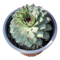 Suculenta Uñas De Señorita Sempervivum Calcareum